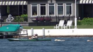 2 dogs swiming, Valleyfield, QC-2016-June-25