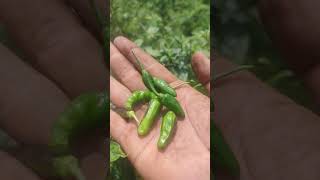 panen cabe rawit hijau .       #caberawit #panencabe #pertanian #caberawithijau