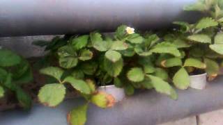 Aquaponics kuwait 1 الزراعة المائية