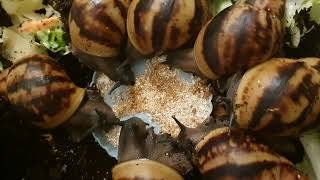 Baby Archachatina marginata ovum