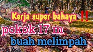 Panen sawit‼️mudah di lihat➡️tidak mudah untuk di kerja kan💪🏻,#sawit #petani #buahsuper #viral