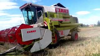 koszenie rzepaku Claas dominator 98 maxi