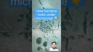 how bacteria looks under microscope #aquarium #guppy #fishtank #fish #piano #bacteria #microscope