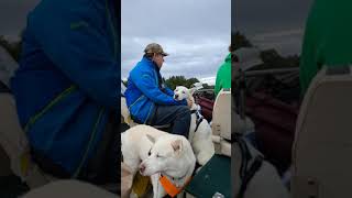 Huskies on the boat for the first time #shorts #ontario #canada #2021