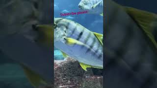 Gemes pengen goreng ikan #shorts #shortvideo