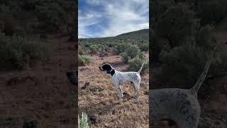 English Pointer - Raider #redshunting #uplandhunting #chukar #chukarhunting #uplandbirds