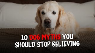 10 DOG Myths You Should Stop Believing