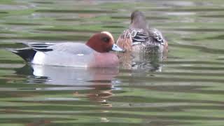 Eurasian wigeon