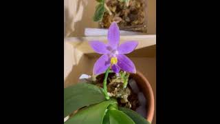 Blue Orchid Collection (Phal Yang Yang Blueberry x KS Blue Ludde)