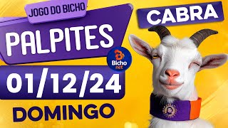 PALPITE DO DIA 01/12/2024 - JOGO DO BICHO 🍀 TODAS AS LOTERIAS 🍀