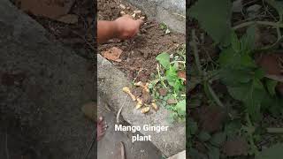 Mango Ginger Plant                        #shorts #shorts_video #shortsbeta #plants #village