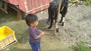 Anak Kecil Hampir Saja Di Makan Kambing