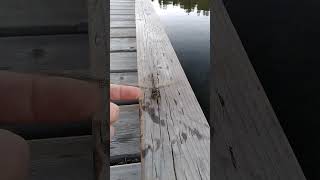 Can u pet a Dragon Fly?...YES!!!,This one let me, after saving it from drowning....