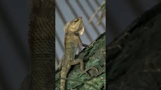 Garden lizard unleashes its inner rockstar with epic headbanging dance moves🦎 #shorts #trending