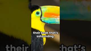 Keel billed toucan 🕊️🐧🍁