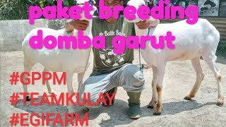 pengiriman paket breeding domba garut