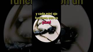 Como ven el Mundo las Hormigas #shorts #curiosidades #hormigas #ants #historias