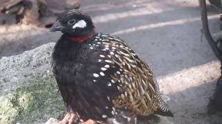 The Berlin Zoological Garden (Berliner Zoo)