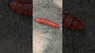 Rare Caterpillar!!