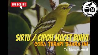 Sirtu / cipow / cipoh anda macet bunyi ?  Coba terapi suara ini. #sirtu #cipoh #cipow