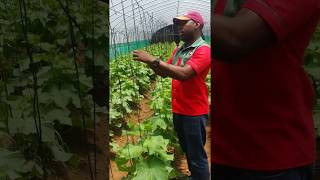 Trellising English Cucumbers