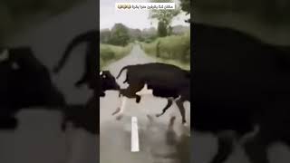 عشان كذا اسمها 🐄♥️