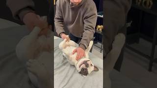 A dog chiropractor😳‼️￼- Road to 100k SUBSCRIBE‼️ *repost*