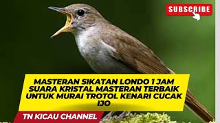 Masteran Sikatan londo 1 jam suara kristal masteran terbaik untuk murai trotol kenari cucak ijo