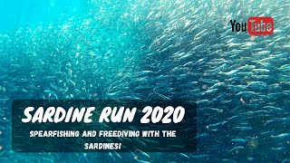 Spearfishing SARDINE RUN 2020 | South Africa