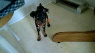 Puppy hockey, Min Pin, 9 weeks. Miniature Pinscher