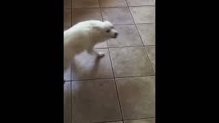 American Eskimo Dog celebrating 🥳