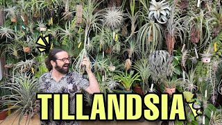 TILLANDSIA TOUR conheça as AIR PLANTS da coleção - Plantas exóticas e raras