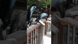 Palmitos park Gran Canaria #animals #shortvideo