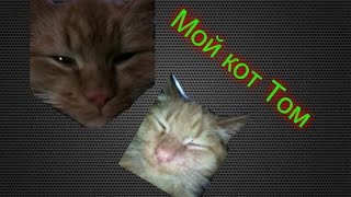 Мой кот Том