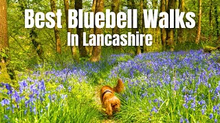 Best BLUEBELL Walks in Lancashire (SAVE for 2025)