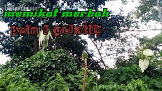 SERUNYA MEMIKAT MERBAH BELUKAR POIN GELATIK