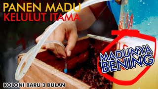 Panen Madu Dapat Banyak, Peternak Kelulut Pemula.