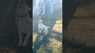 5 Month Old Female Bull Terrier Enjoying Recess 🙏🏽🙏🏽❤️❤️ #AKC #CutePuppy #NaturalBeauty #Pitbull