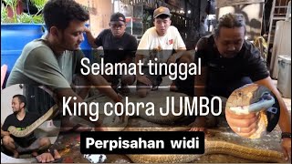 🔴Proses perpisahan Widi king cobra jumbo ke @PANJIPETUALANG_REAL black House‼️Bahagia terus ya❤️