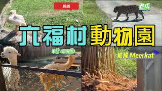 六福村主題遊樂園/動物園--超萌狐獴、草泥馬，還有強壯的白老虎