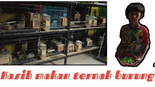 Kasih makan ternak burung