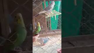 very beautiful Austrian parrots dancing in pakistan