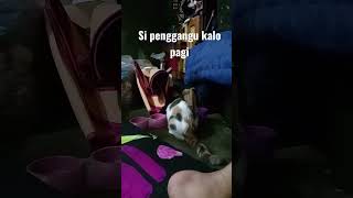 ALARM ALAMI #catlover #catvideos