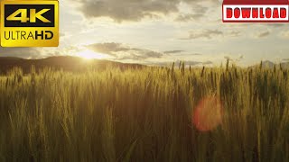 🎁4K Slow motion sun shinning, wheat blades on agricultural field at sunset | DAILY NATURE FOOTAGE