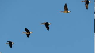 Greater White-fronted Geese