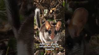 Garden Dormouse #nature #wildlife #facts #europe #forest  #garden