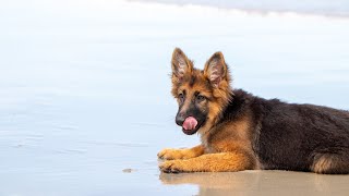 80 days old German shepherd puppy