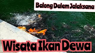 Ikan Dewa/Balong Dalem/jalaksana Kuningan