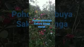 Pohon hias tebebuya sakura bunga merah harga  350ribu tinggi 130cm