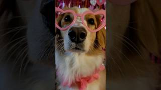 🌹🐕BE MY VALENTINE?🩷📩 DOG SEEKING SWEETHEARTS #valentinesday #cutedog #love #puppy #collie #cupid